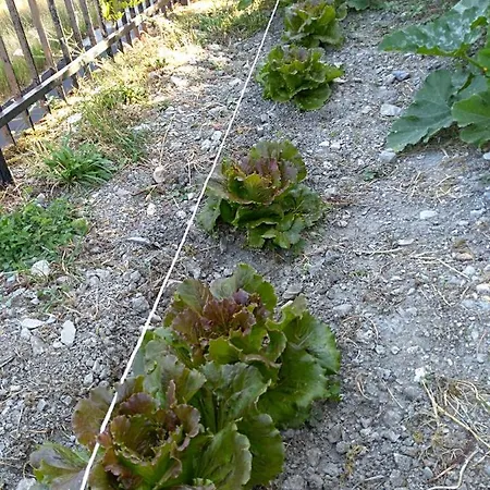 La Dei Cavalieri モルマンノ