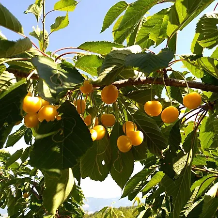 La Dei Cavalieri 莫尔曼诺