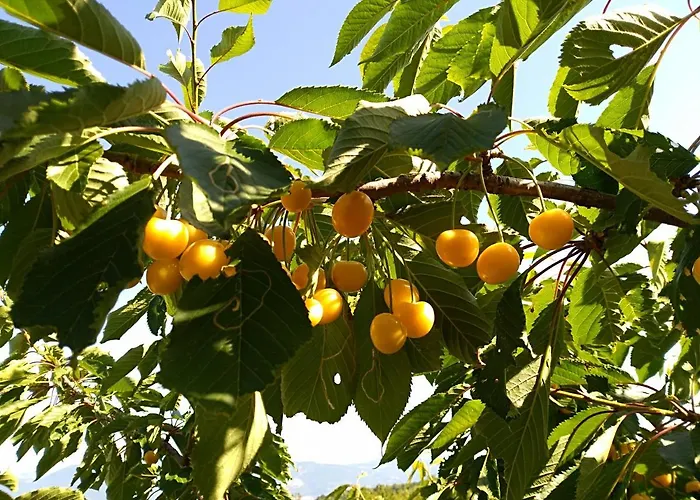 La Dei Cavalieri Mormanno